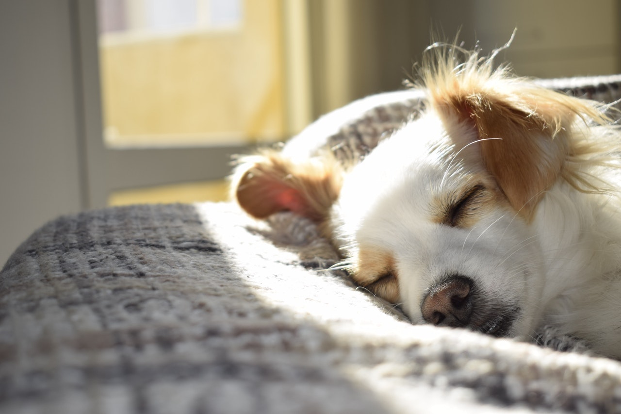 Epilepsie bei Hunden ist eine der häufigeren neurologischen Erkrankungen.