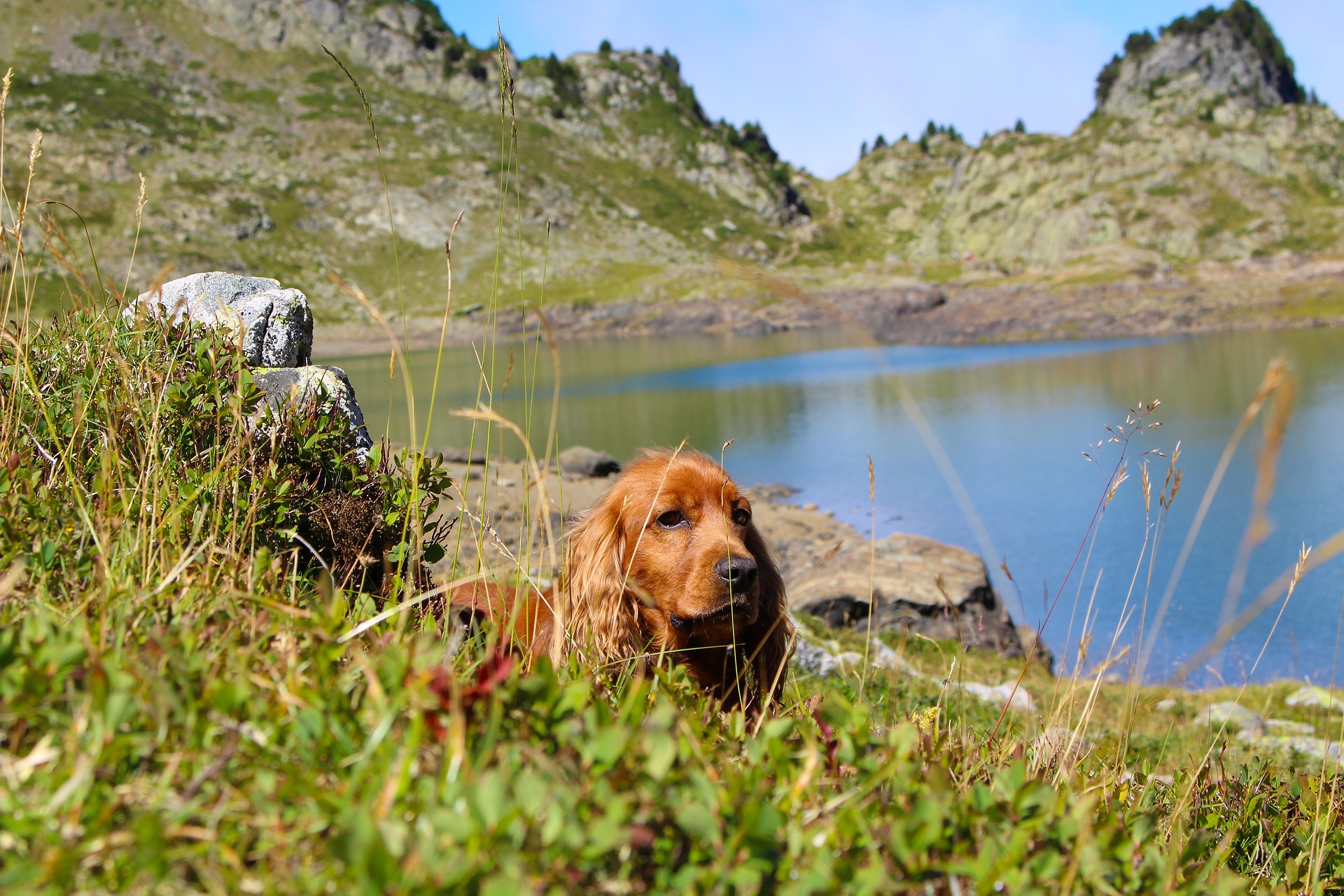 Der English Cocker Spaniel ist eine Rasse von Jagdhunden, die für das Hüten von Vögeln entwickelt wurde.