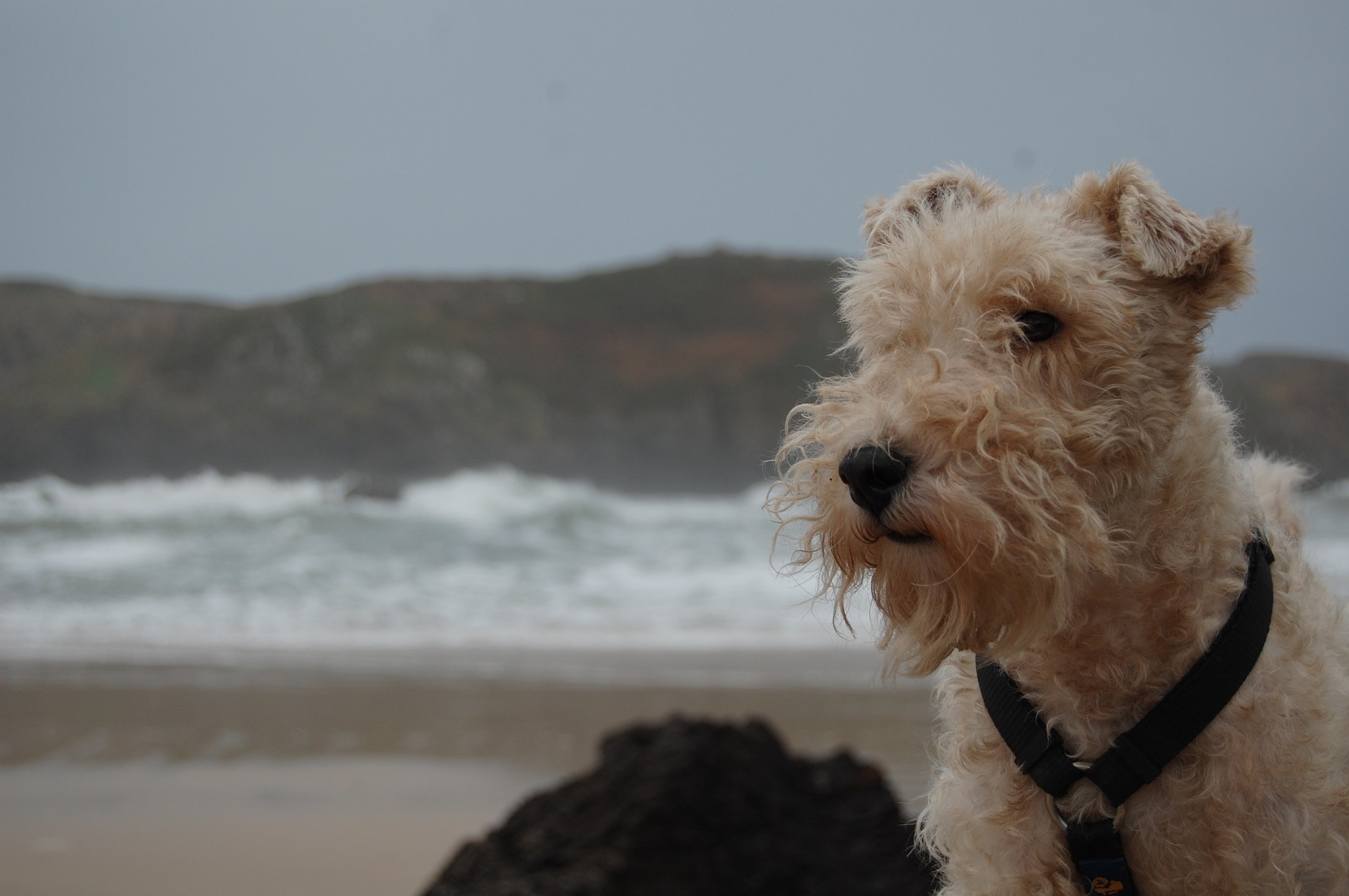 Der kurzhaarige und rauhaarige Foxterrier ist eine Rasse, die sich gut als Familienhund eignet.