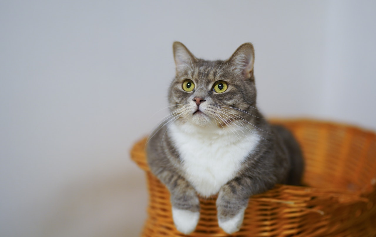 Kater oder Katze...Unterschiede zeigen sich nicht nur in der Struktur der Genitalien, sondern auch im allgemeinen Aussehen und Verhalten der Tiere.