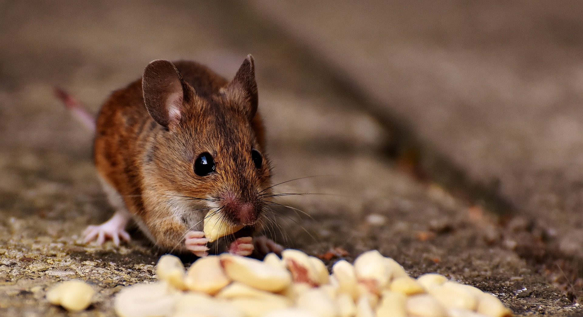 Wie ist der richtige Käfig für eine Maus?
