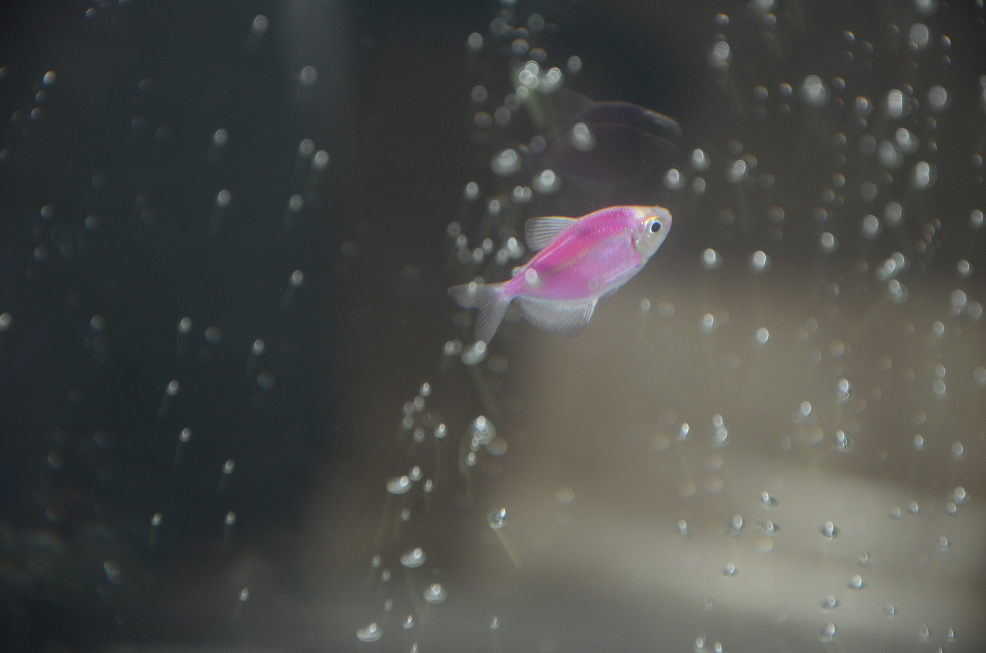 Trübes Aquarienwasser ist ein häufiges Problem.