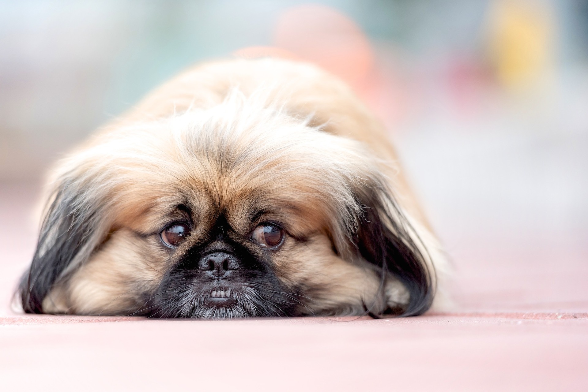 Der Pekinese ist einer der unnahbarsten Begleithunde.