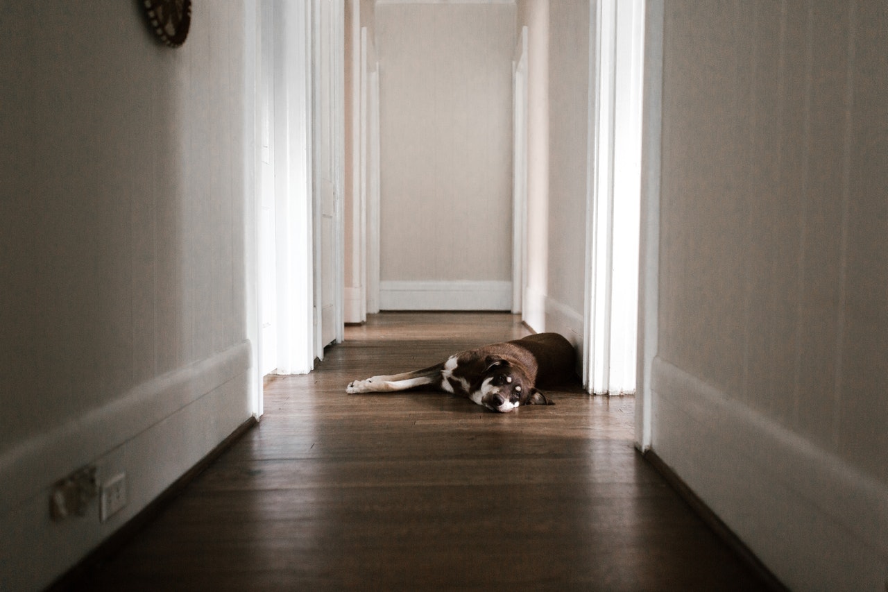 Lohnt es sich, meinem Hund beizubringen, sich zu Hause zu erleichtern?