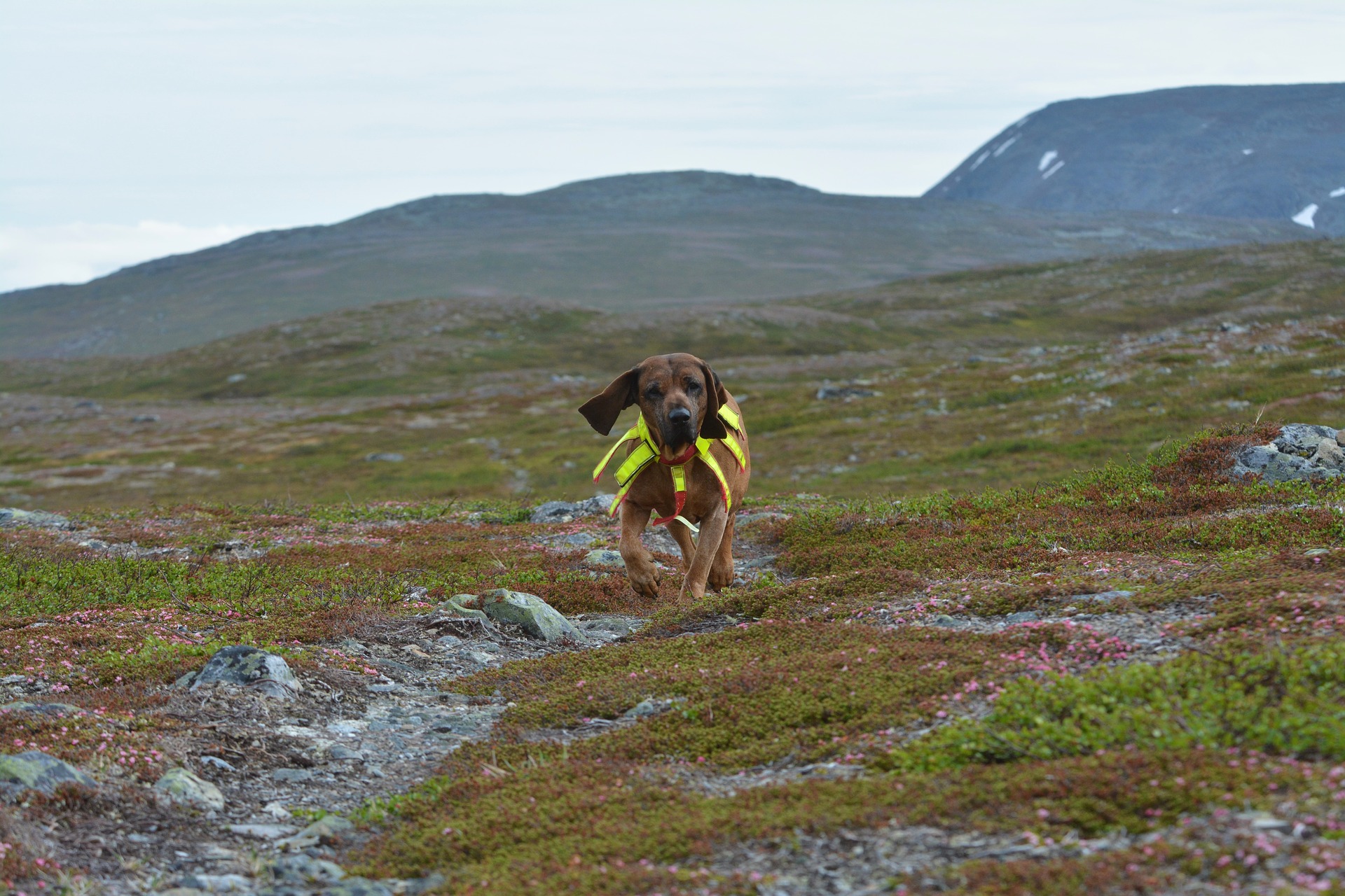 Der Gebirgeschweißhund, Bayerische Gebirgeschweißhund ist ein Jagdhund, der zum Aufspüren und Verfolgen von erlegtem Wild.