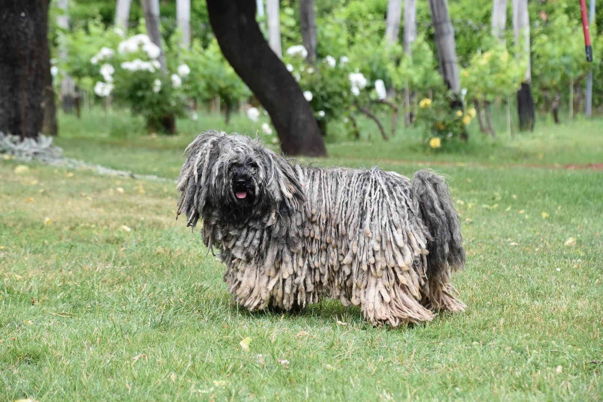 Der Komondor ist ein in Ungarn beheimateter Hirtenhund.