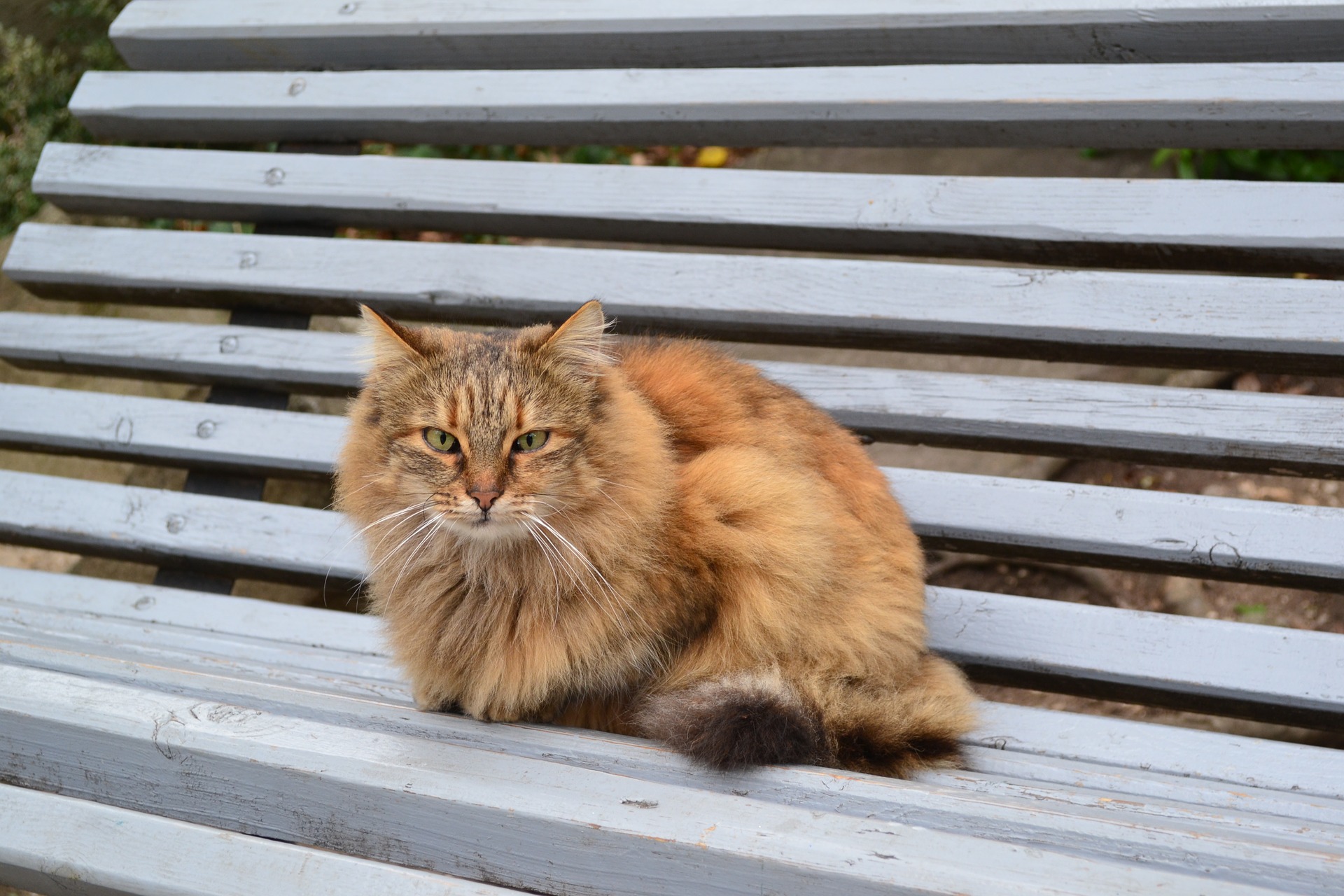 Fuchsartige Katzen sind halblanghaarige Verwandte der Abessinierkatzen.