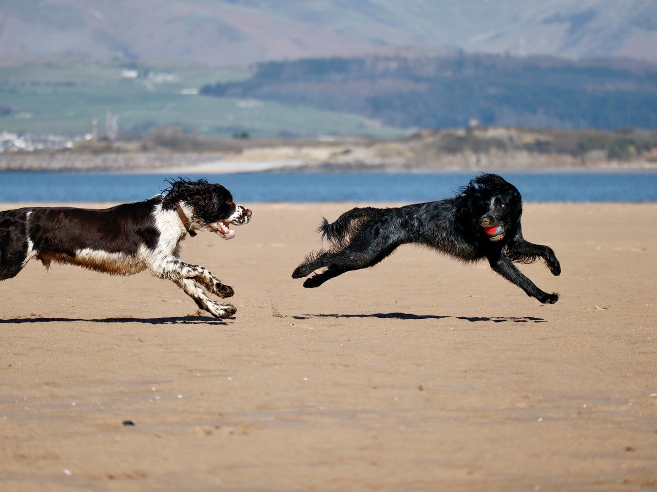 Der English Springer Spaniel ist größer, schneller und robuster als andere Spaniels.