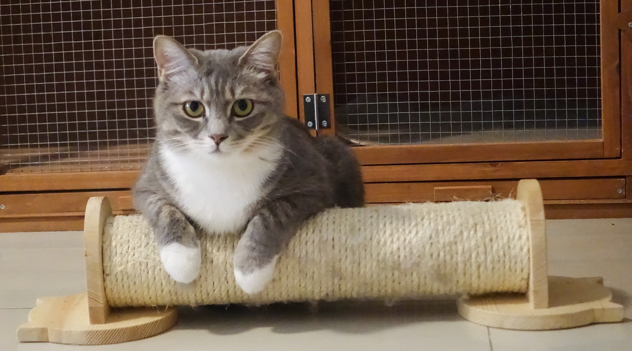 Krätze ist eine häufige Krankheit bei Katzen, die nicht nur Wildtiere betrifft.