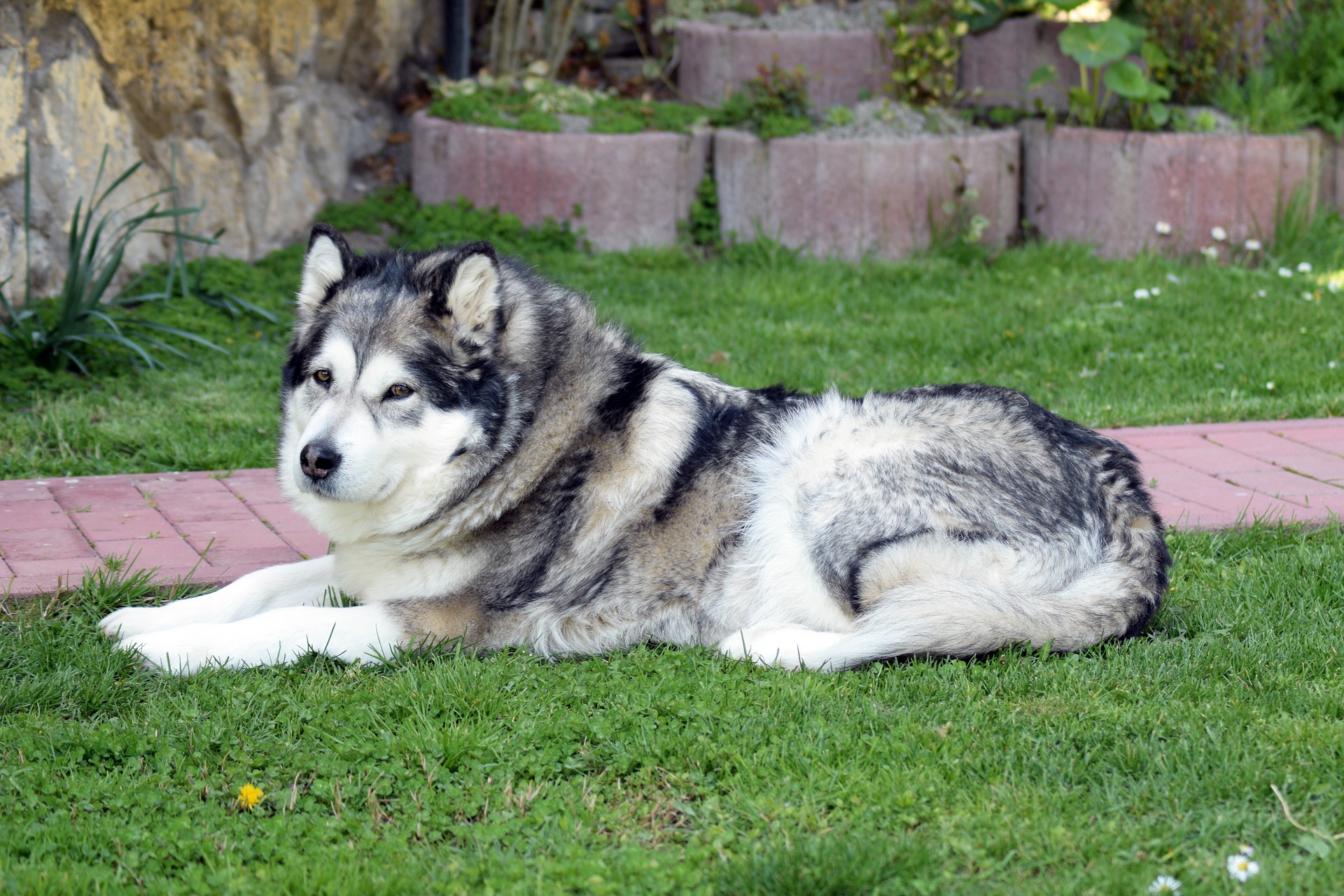 Freundlicher Wolf - trotz seiner beachtlichen Größe ist der Alaskan Malamute.
