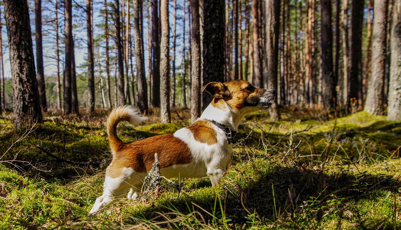 Aktiv, eigensinnig, mit einem fröhlichen Gemüt und lebhaftem Wesen - was ist ein Jack Russel Terrier noch?