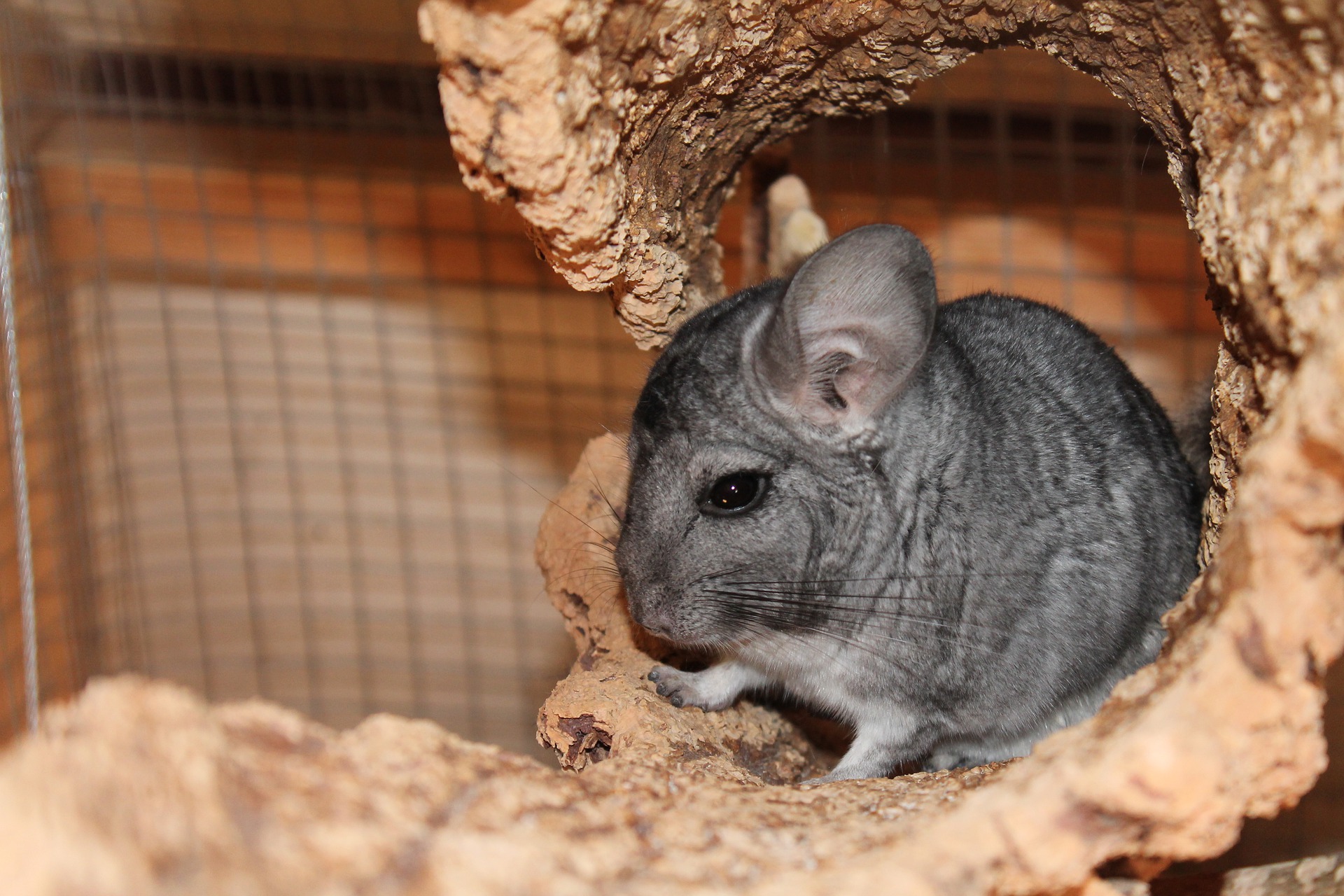 Was frisst ein Chinchilla, was für einen Käfig braucht es?