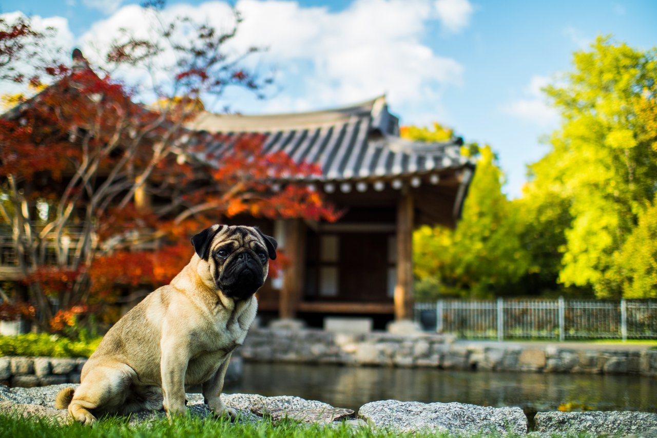 Mops ist ein kleiner Hund mit einem großen, warmen Herzen.