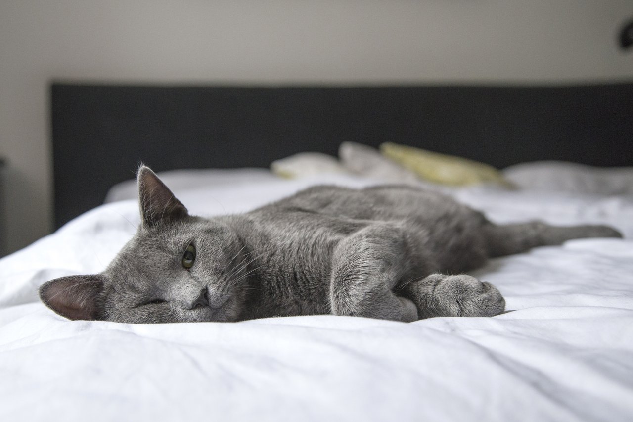 FIV ist ein Virus, das Katzen befällt und beim Menschen eine AIDS-ähnliche Krankheit verursacht.