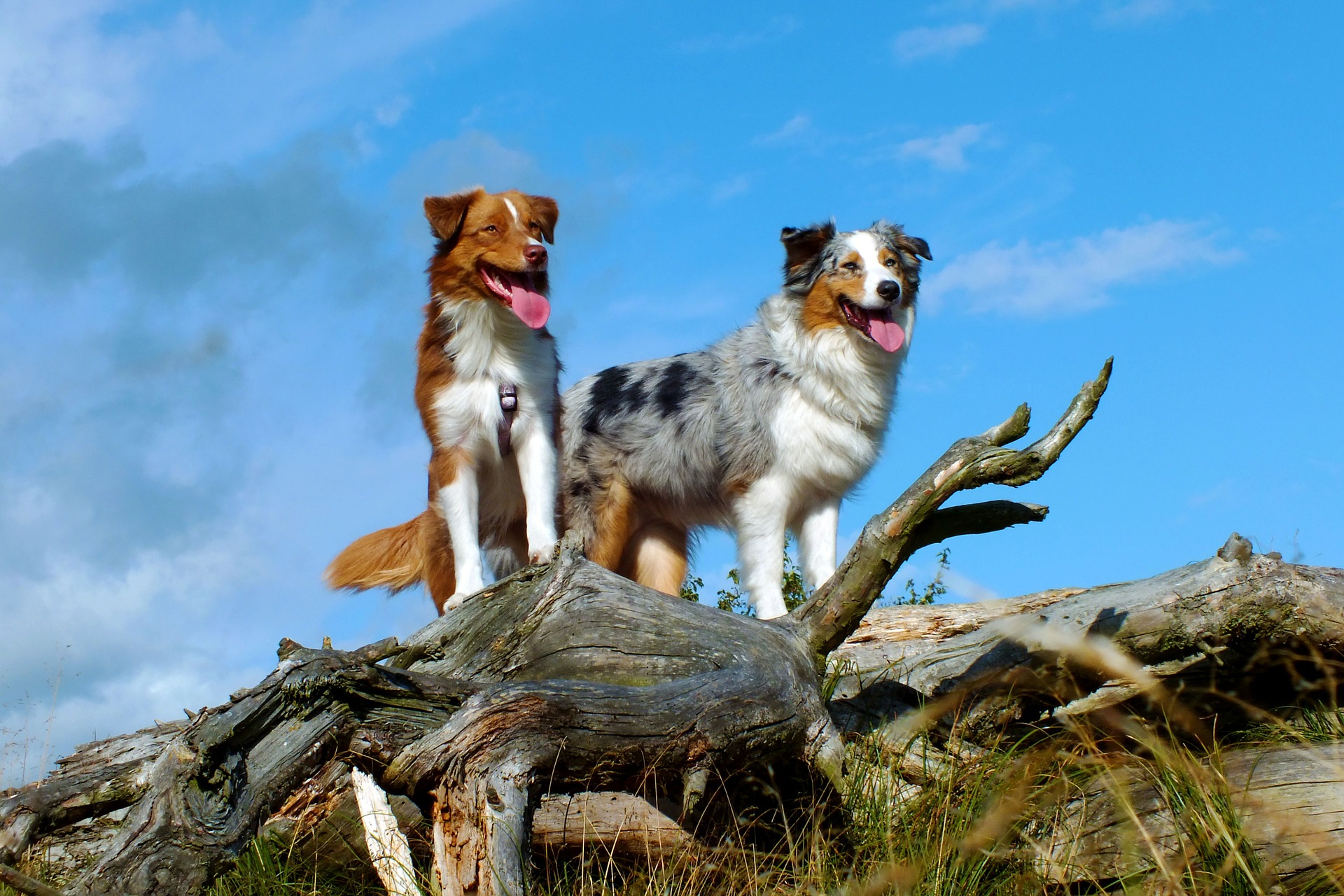Aussies sind lebhafte Hunde, die für ihre marmorierte Färbung und ihre einzigartigen Augen bekannt sind. Dies sind jedoch nicht die einzigen Merkmale, die Australian Shepherds auszeichnen.