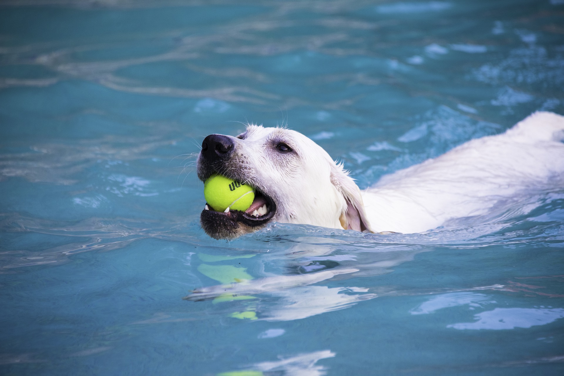 Der Labrador Retriever hat viele positive Eigenschaften. Er ist ein intelligenter, sanfter, fröhlicher, freundlicher und begeisterungsfähiger Hund.