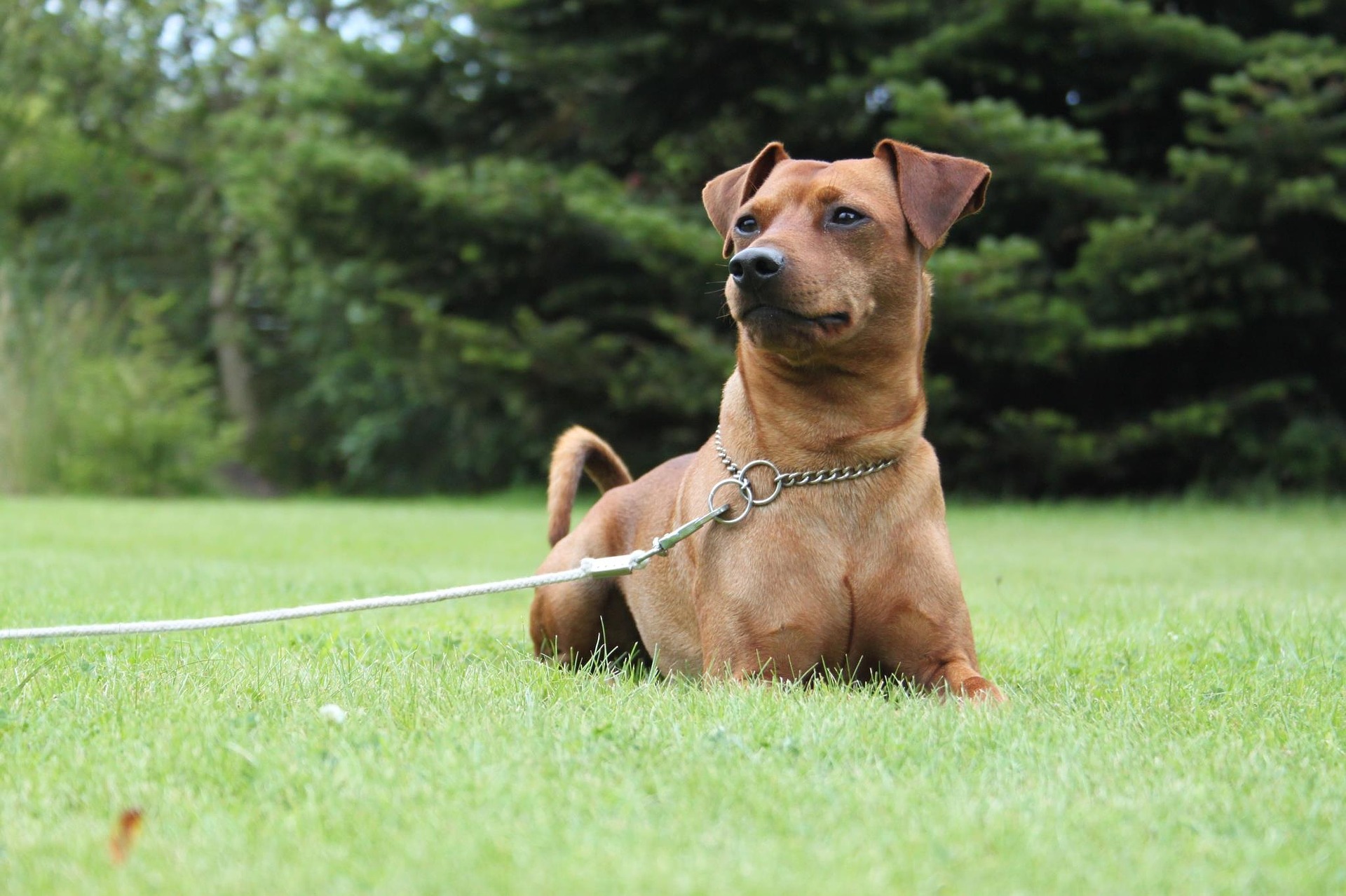 Welche Charaktereigenschaften den Deutschen Pinscher auszeichnen - erfahren Sie mehr über den Ursprung der Rasse und die Zuchtvoraussetzungen des Deutschen Pinschers.