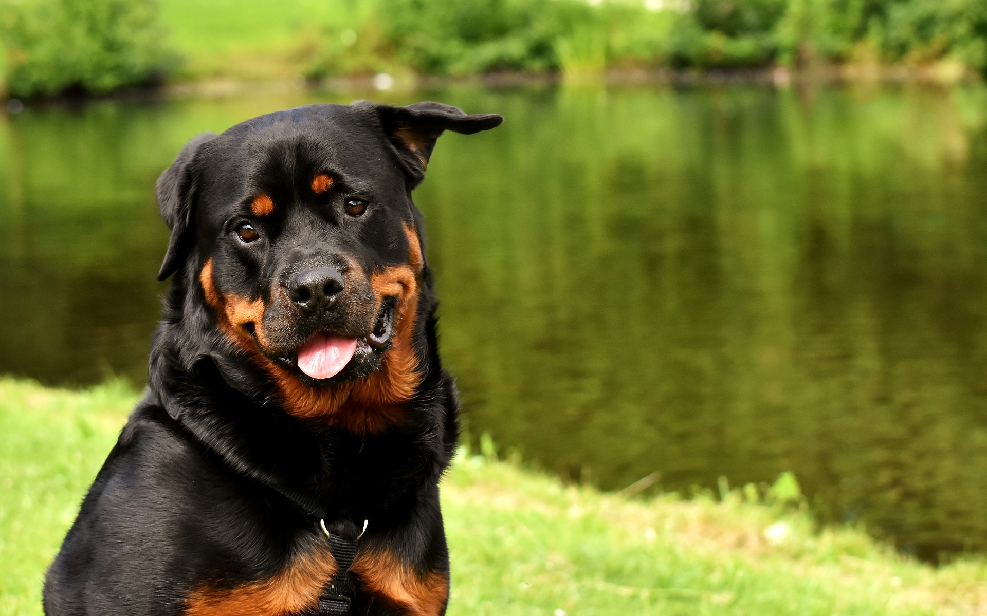 Der Rottweiler ist ein Hund mit einheitlich schwarzem Fell mit rostfarbenen Abzeichen. Bei schlechter Pflege kann er aggressiv sein.