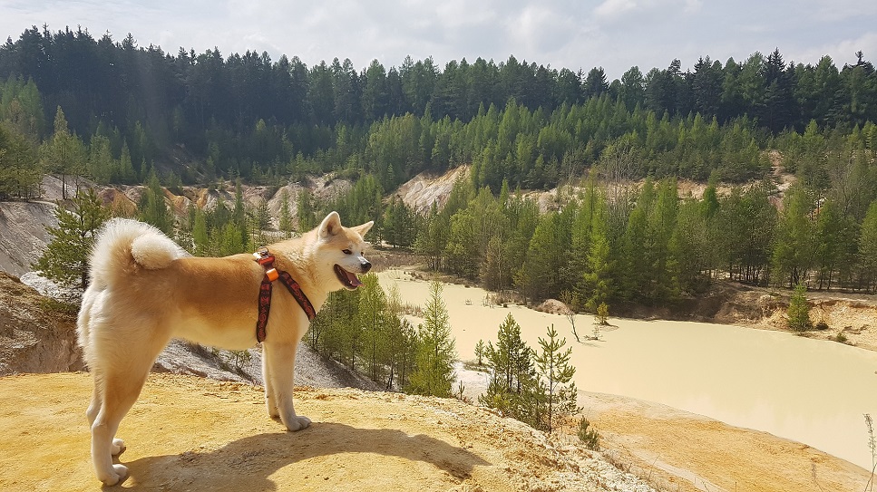 Akita - die wichtigsten Informationen über die Rasse