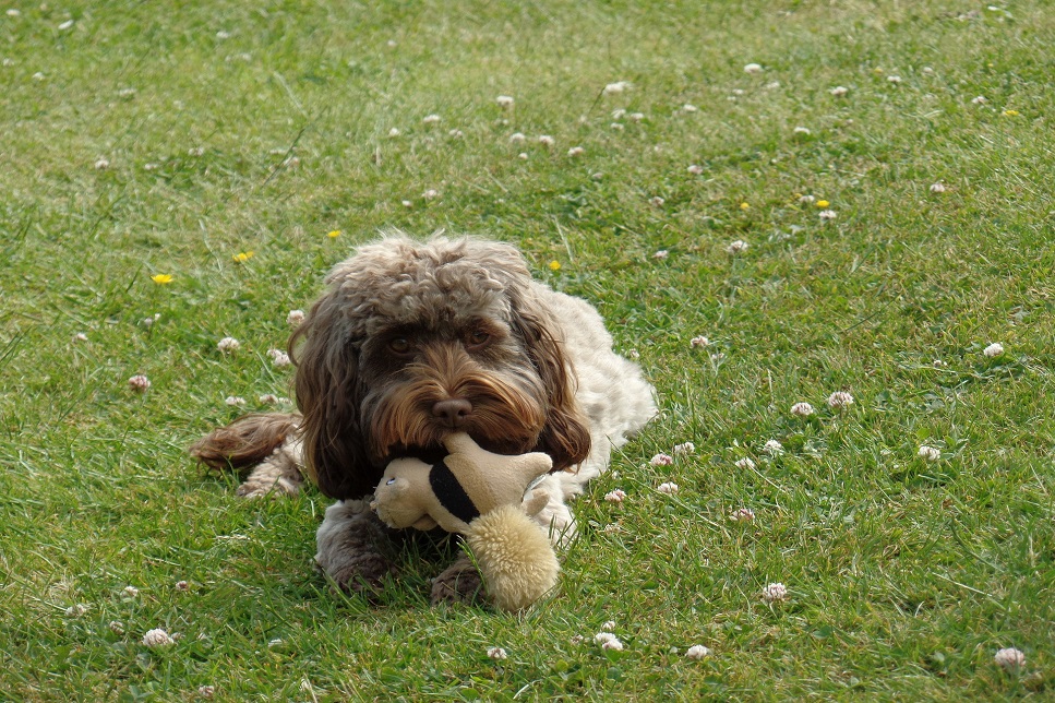 Der Cockapoo ist eine Mischung aus den Rassen Cocker Spaniel und Pudel.