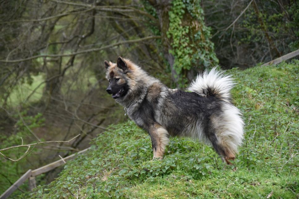 Der Eurasier gehört zu den ursprünglichen Hunden und stammt von Samojeden, Spitzes und Chow-Chows ab. Erfahren Sie mehr über diese flauschige Hunderasse!