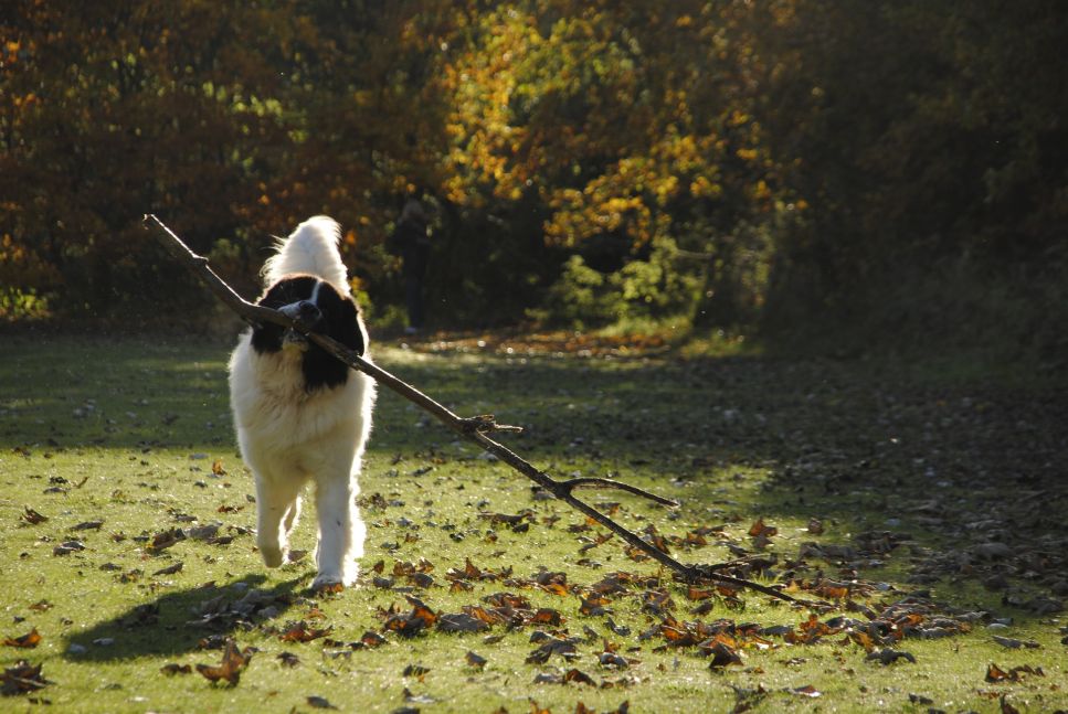 Ein Hund, der dem Neufundländer sehr ähnlich ist, ist der Landseer.