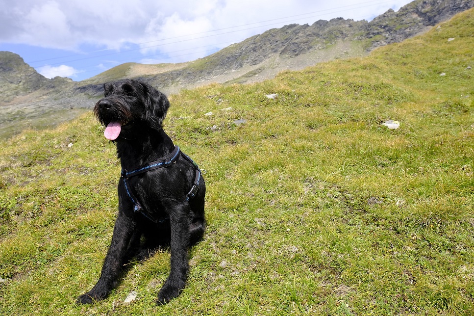 Labradoodle - Schlüsselinformationen über die Rasse