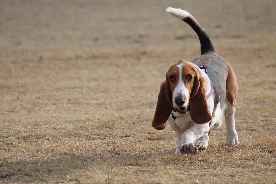 Der Basset Hound ist eine bekannte Jagdhunderasse.