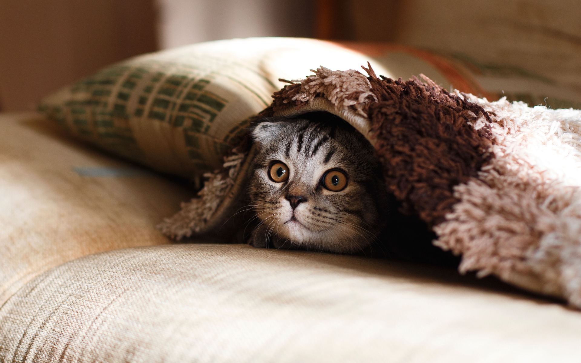 Erbrechen ist eines der häufigsten Leiden bei Katzen.