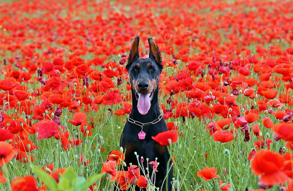 Der Dobermann ist ein großer, starker und energievoller Hund, der seine Familie und die Menschen liebt.