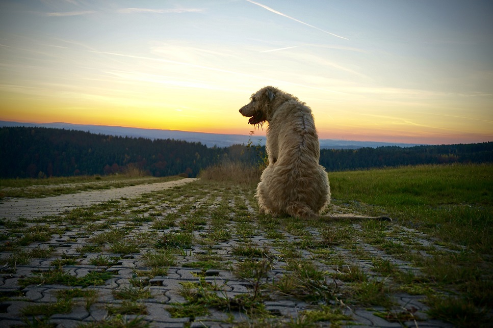 Der irische Wolfshund ist zwar ein starker und edler Hund, zeichnet sich aber durch seine Sensibilität und Bindung an den Menschen aus.