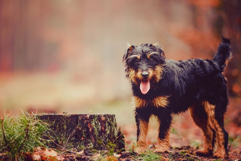 Der Jagdterrier ist ein Jagdhund mit tief verwurzelten Instinkten.