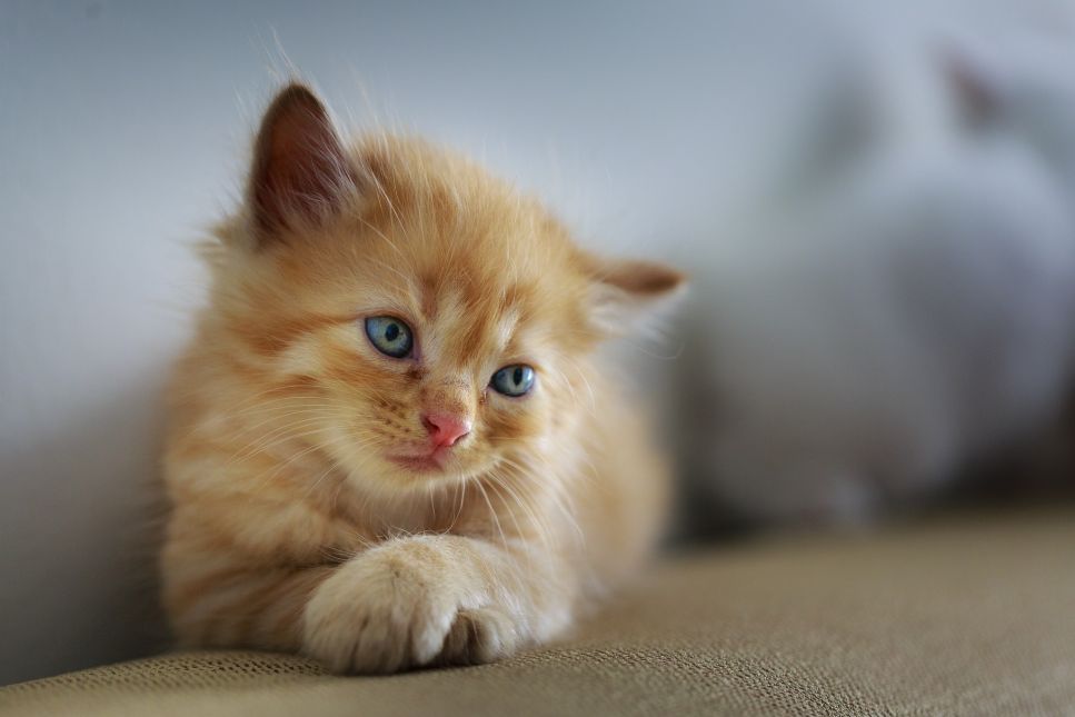 Depression bei der Katze kann verschiedene Ursachen haben. Unter anderem manifestiert sich der Zustand als Apathie und Appetitlosigkeit.