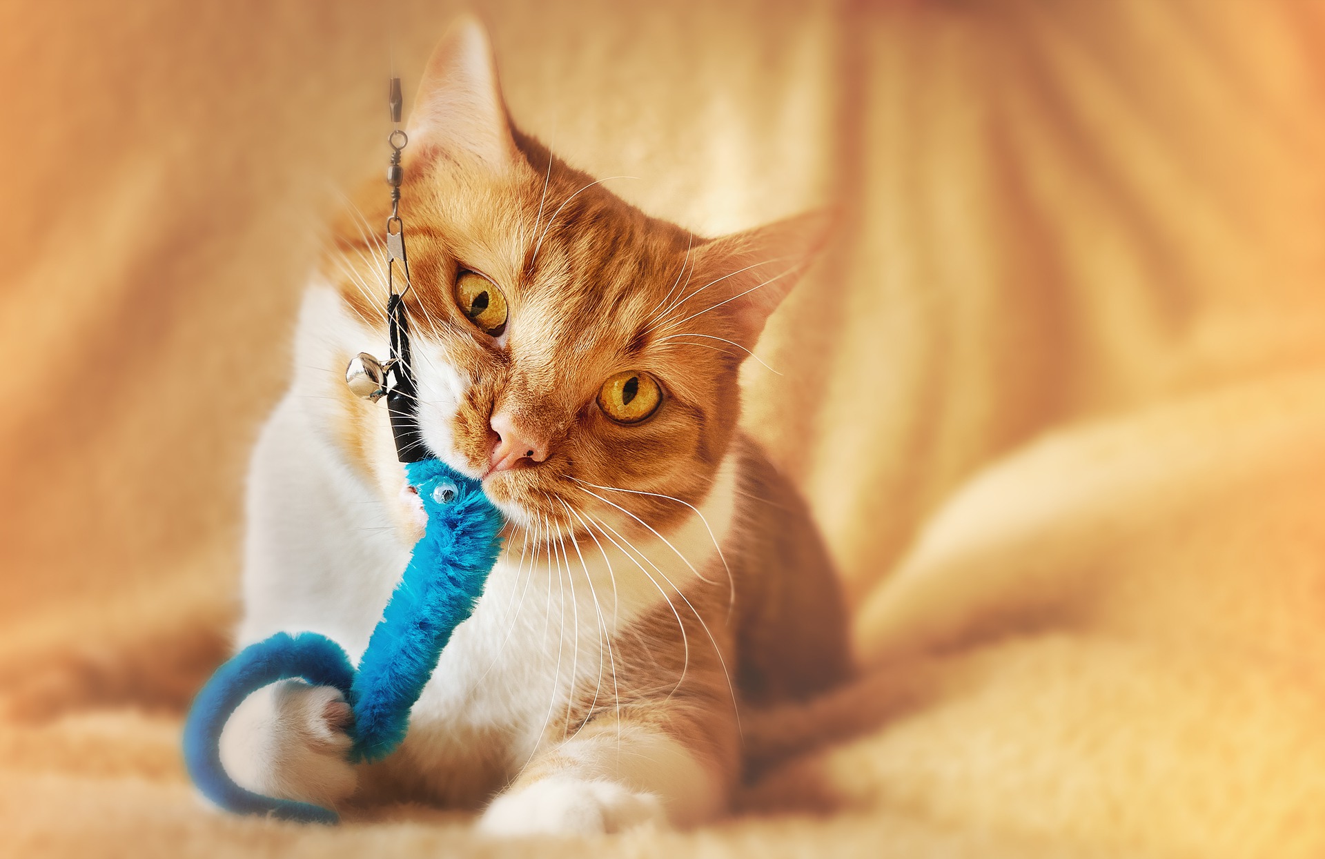 Das Spielen mit Ihrer Katze sollte eine tägliche Aktivität sein.