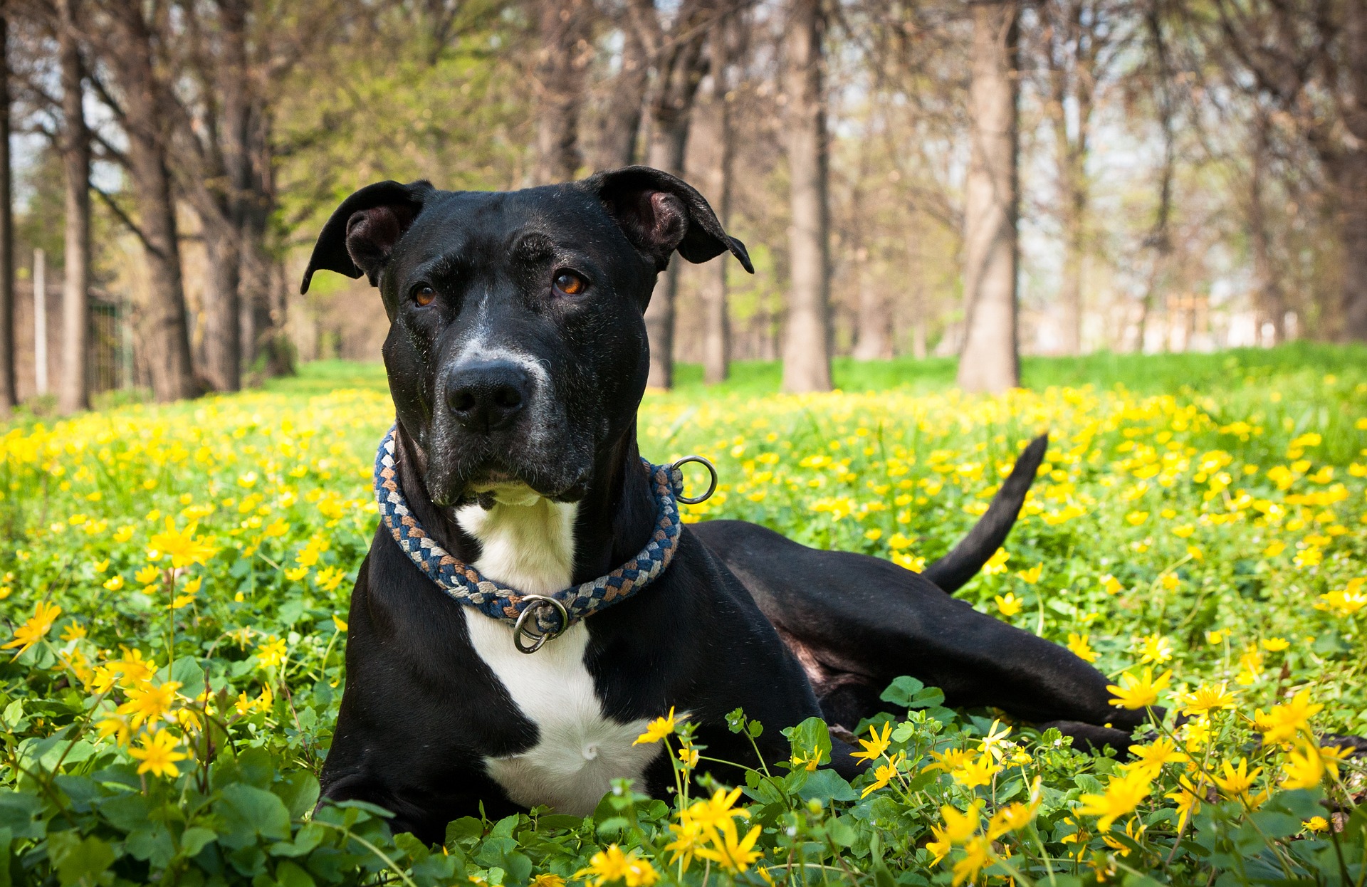 Der American Pit Bull Terrier ist ein sehr sensibler und empfindlicher Hund, obwohl er in Hundekämpfen eingesetzt wird.