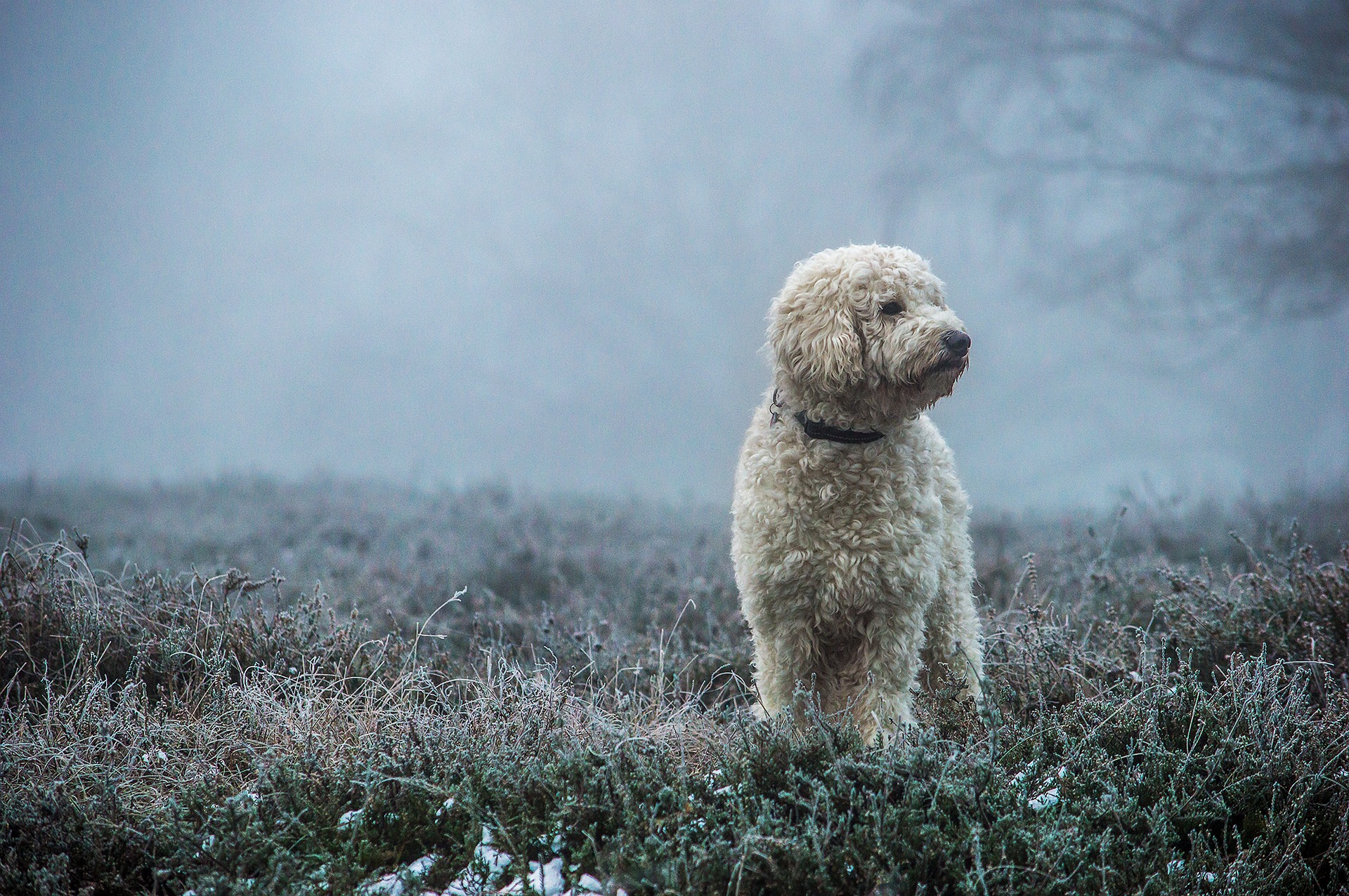 Goldendoodle ist eine Rasse, die aus einer Kreuzung zwischen einem Pudel und einem Golden Retriever entstanden ist.