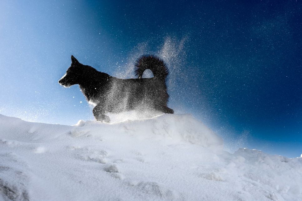 Was war der erste Hund im Weltraum?