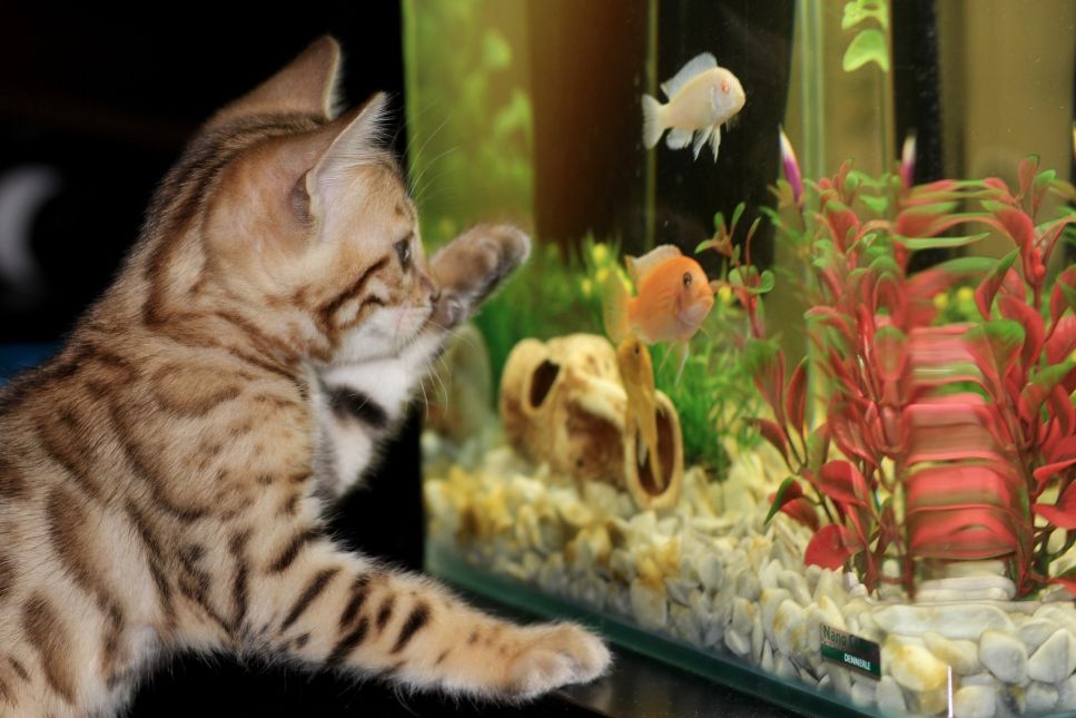 Wie wähle ich Fische für mein Aquarium aus?
