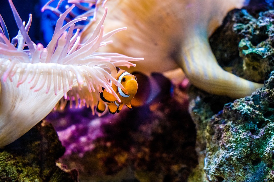 Wir richten das erste Aquarium ein