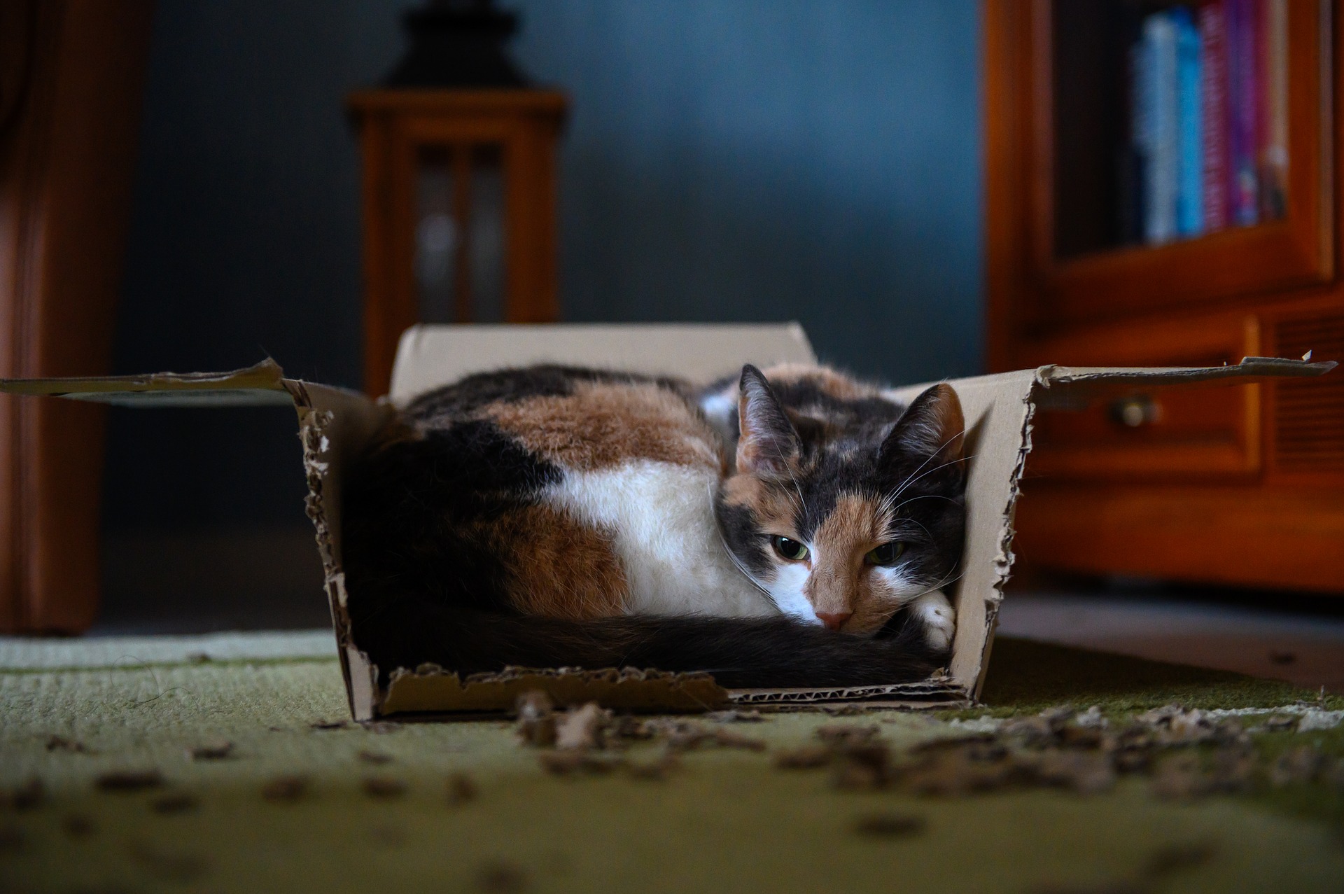Sie sollten Ihre Katze genauer beobachten. Entscheidend ist vor allem die Dauer des Durchfalls und das Allgemeinbefinden.