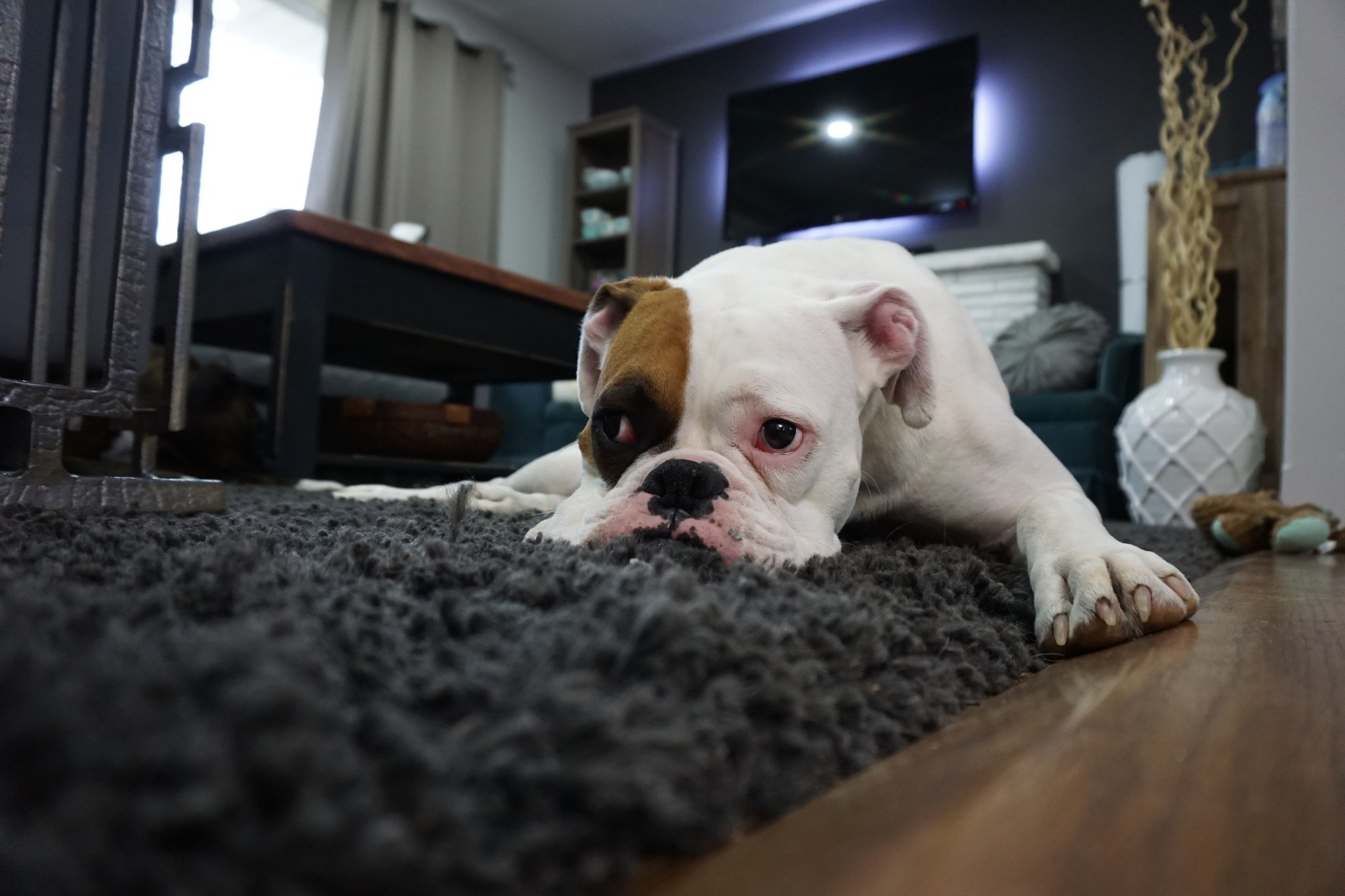 Der Betreuer sollte niemals zulassen, dass ein Hund langfristig Durchfall erleidet. Wenn das Symptom nicht nach 1-2 Tagen spontan nachlässt, sollten Sie einen Tierarzt aufsuchen.