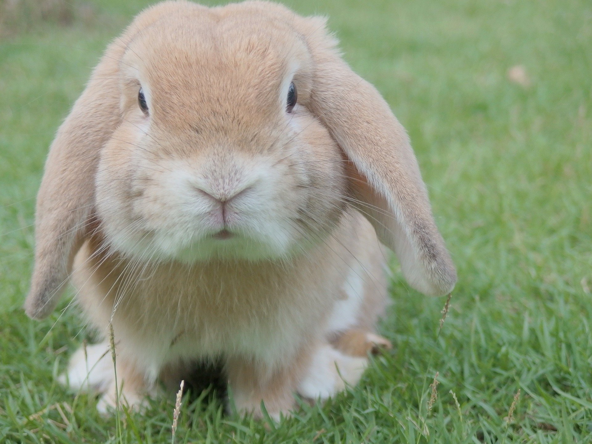 Das Miniaturkaninchen ist das kleinste der Familie der Nicht-Zwergkaninchen. Sein Körpergewicht sollte zwischen 1,5 - 2 kg betragen.