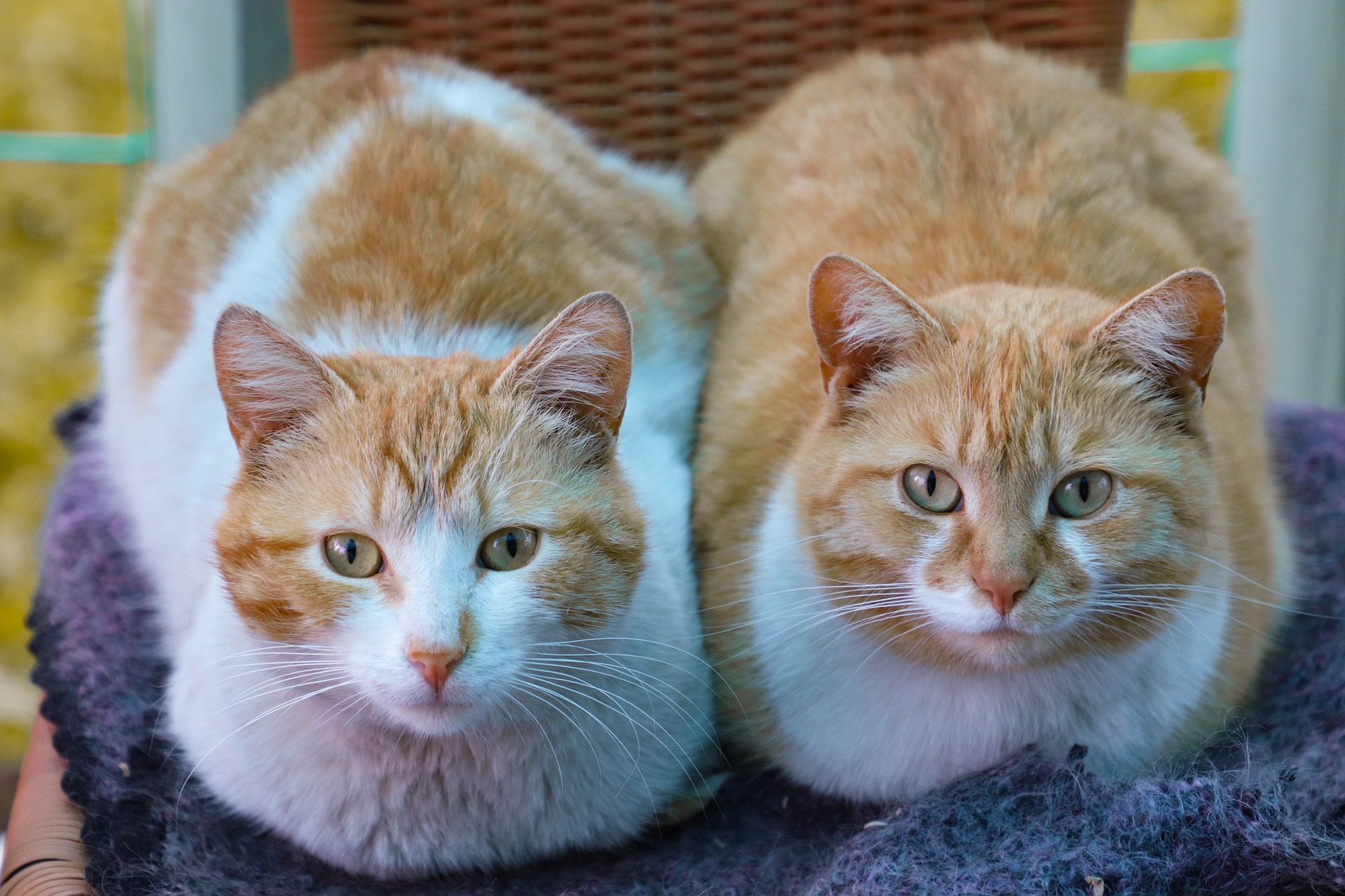 Wie bereite ich ein Haus für eine zweite Katze vor?