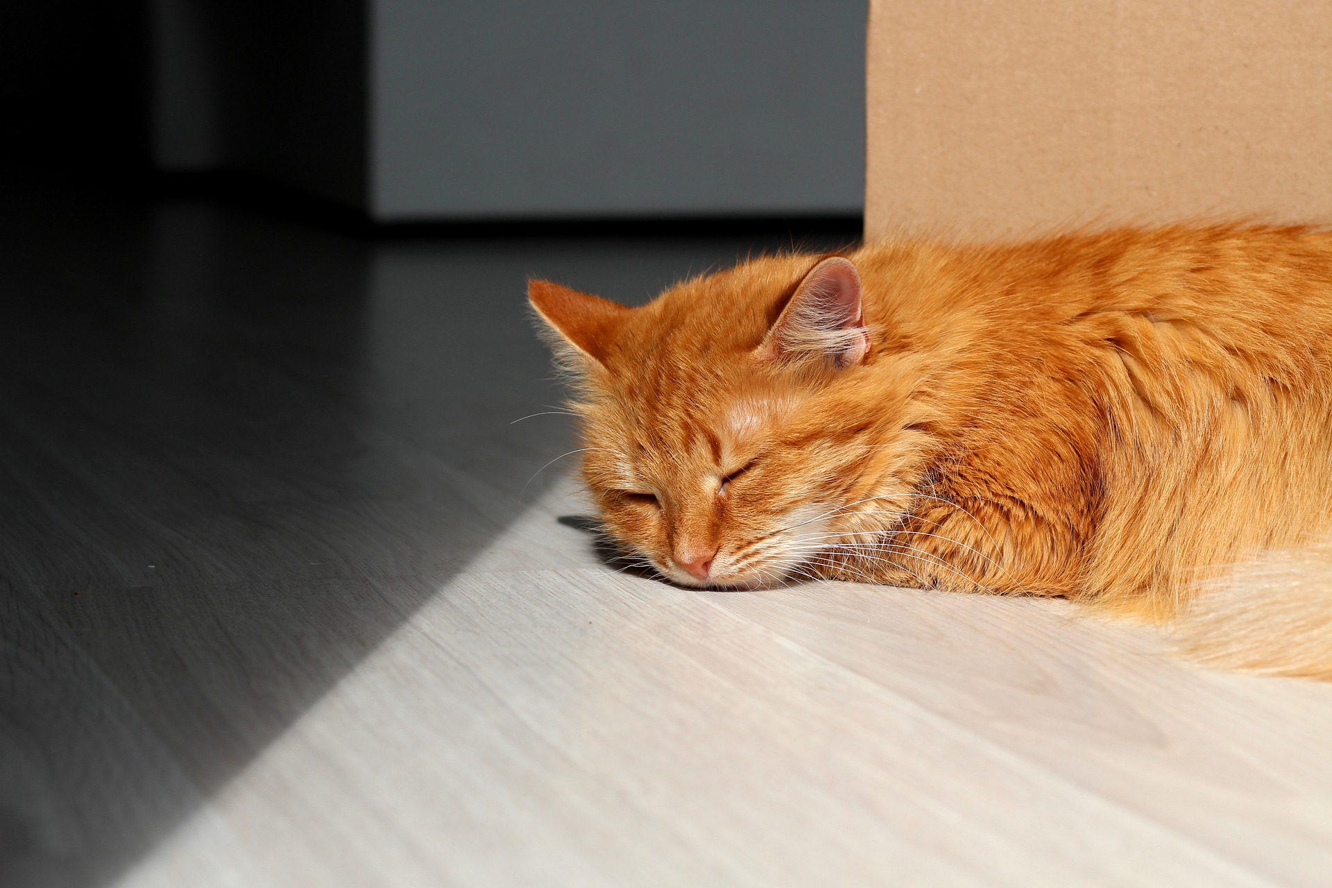 Traurigkeit, Appetitlosigkeit der Katze und Kontaktvermeidung - so kann eine Katze Sie begrüßen, wenn Sie von einer langen Abwesenheit zurückkehren, Wie gehen Sie damit um und was sind die Gründe für derartiges Verhalten der Katze?