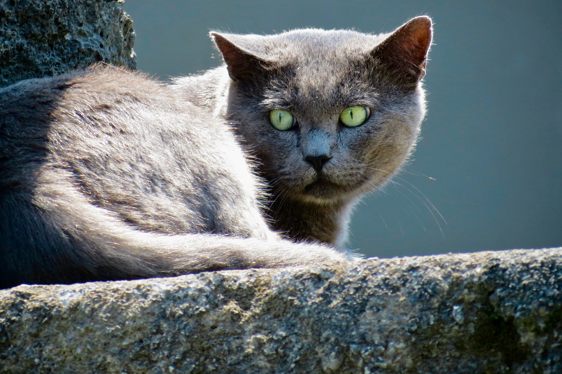 Katzen als Raubtiere können keine Stress- oder Krankheitssymptome zeigen.