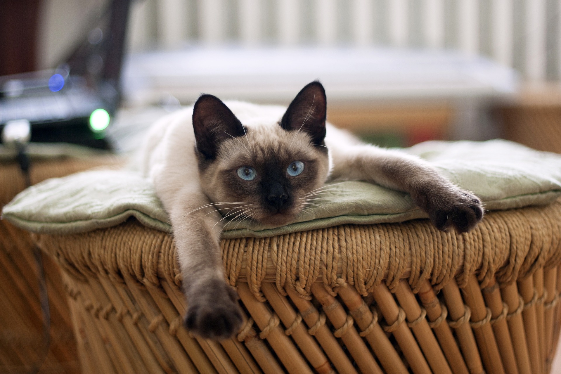 Katzenenzyklopädie: Thai (Thai) Cat