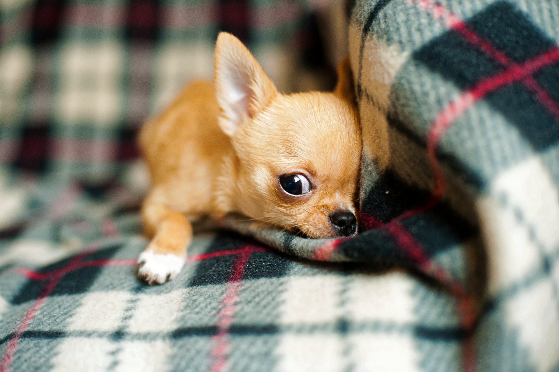 Der Hund pinkelt in die Wohnung. Warum markiert es den Bereich und wie kann es verhindert werden?