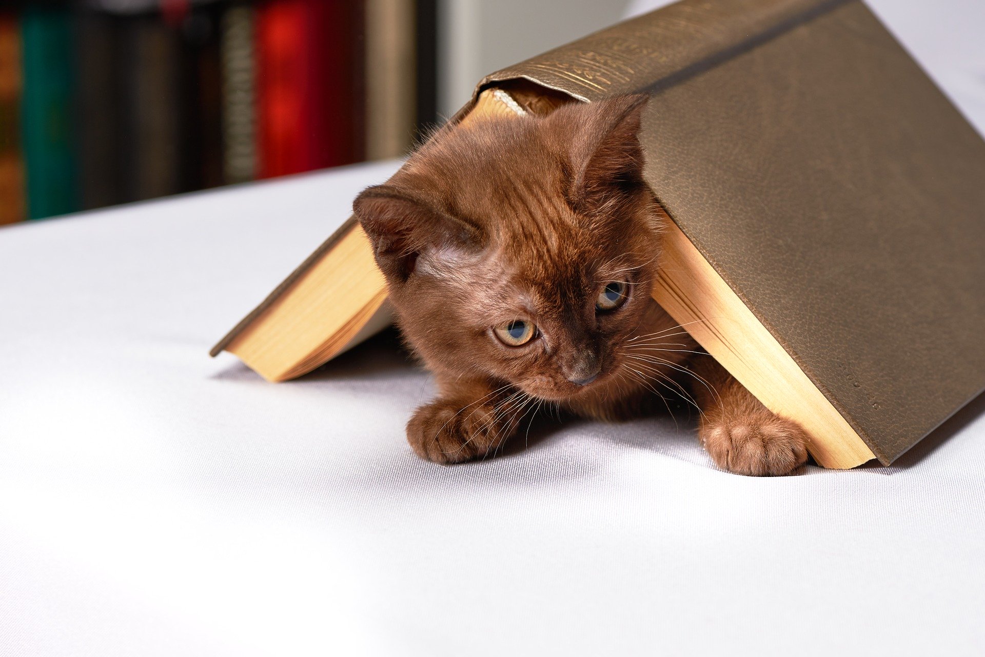 Was können Sie Ihrer Katze beibringen und wie kann man sie richtig erziehen?