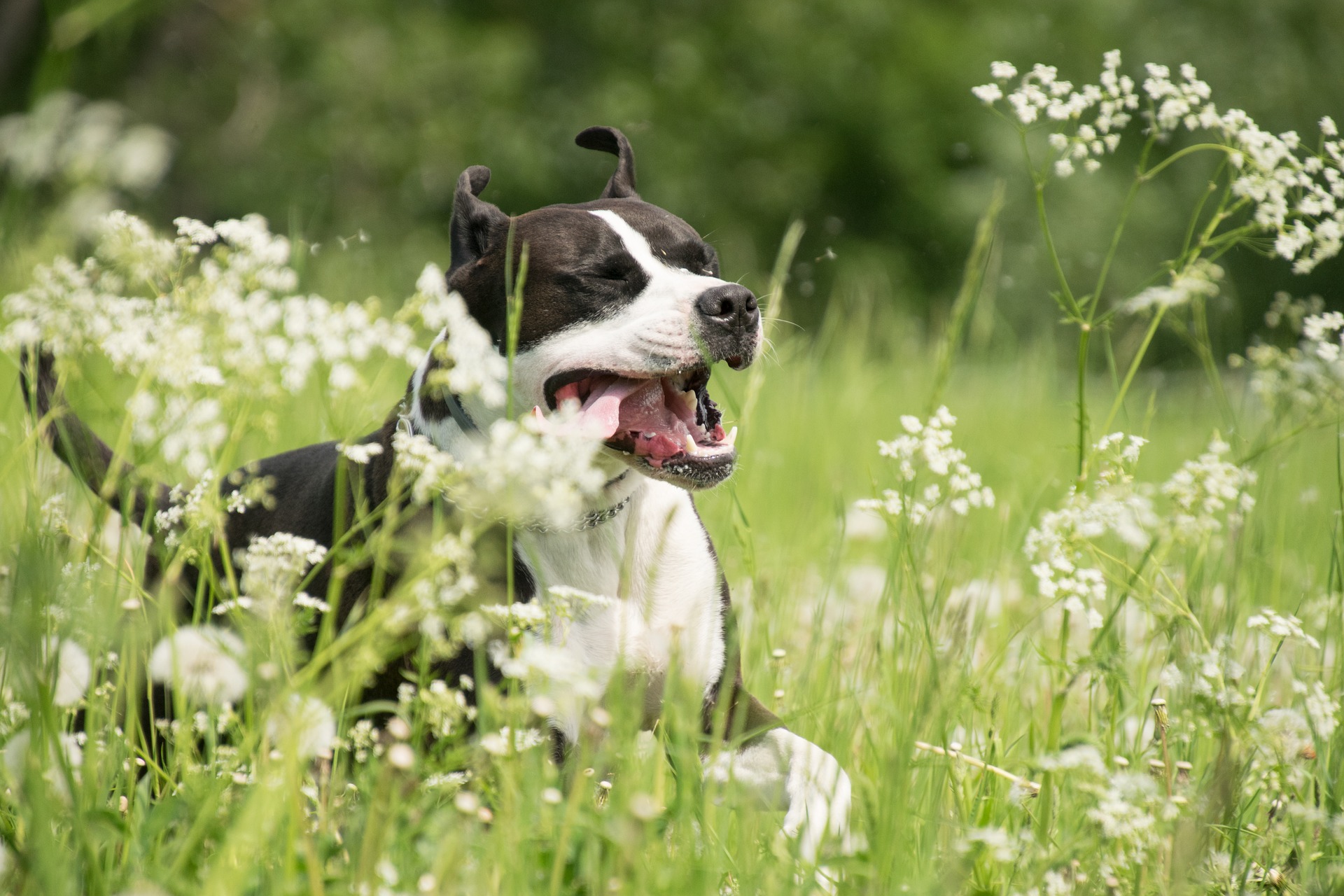 Kräuter und Gewürze für Hunde - Kurkuma