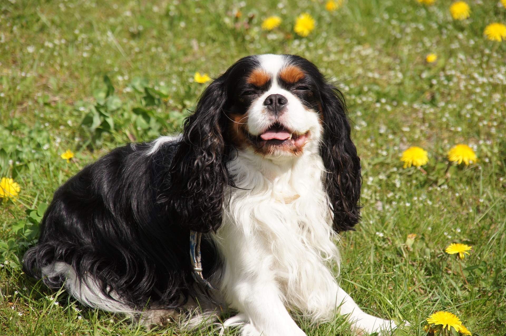 Cavalier-Hunde sind sehr anspruchsvolle Hunde und sie brauchen viel Aufmerksamkeit ihres Betreuers.